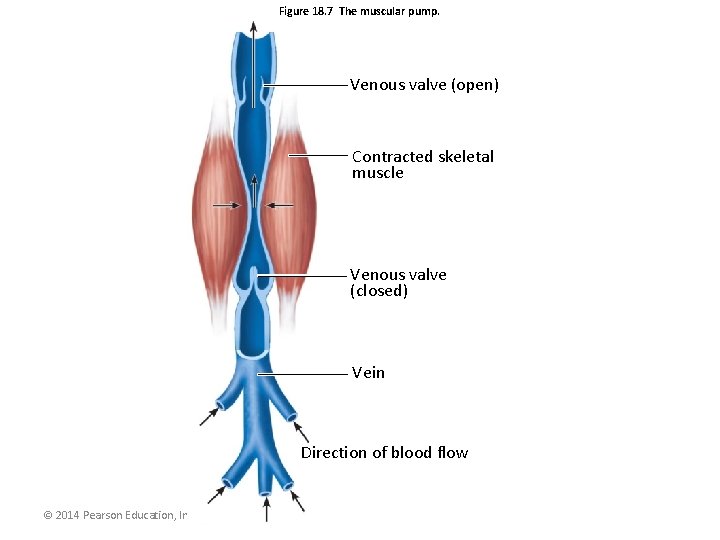 Figure 18. 7 The muscular pump. Venous valve (open) Contracted skeletal muscle Venous valve