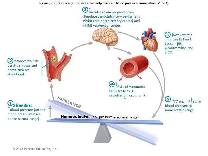 Figure 18. 9 Baroreceptor reflexes that help maintain blood pressure homeostasis. (1 of 2)