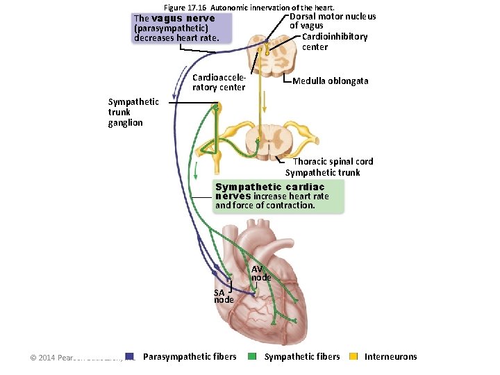 Figure 17. 16 Autonomic innervation of the heart. Dorsal motor nucleus of vagus Cardioinhibitory