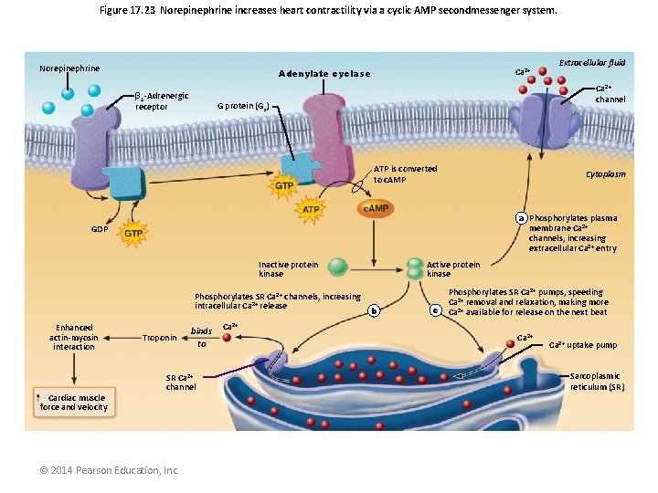 Figure 17. 23 Norepinephrine increases heart contractility via a cyclic AMP secondmessenger system. Norepinephrine