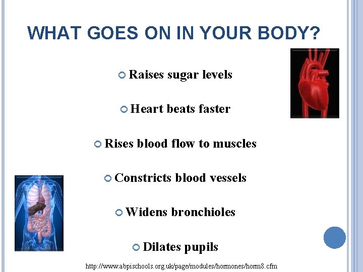 WHAT GOES ON IN YOUR BODY? Raises sugar levels Heart beats faster Rises blood