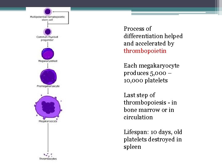 Process of differentiation helped and accelerated by thrombopoietin Each megakaryocyte produces 5, 000 –