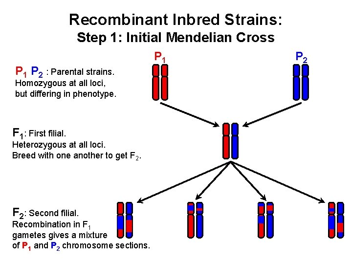 Recombinant Inbred Strains: Step 1: Initial Mendelian Cross P 1 P 2 : Parental