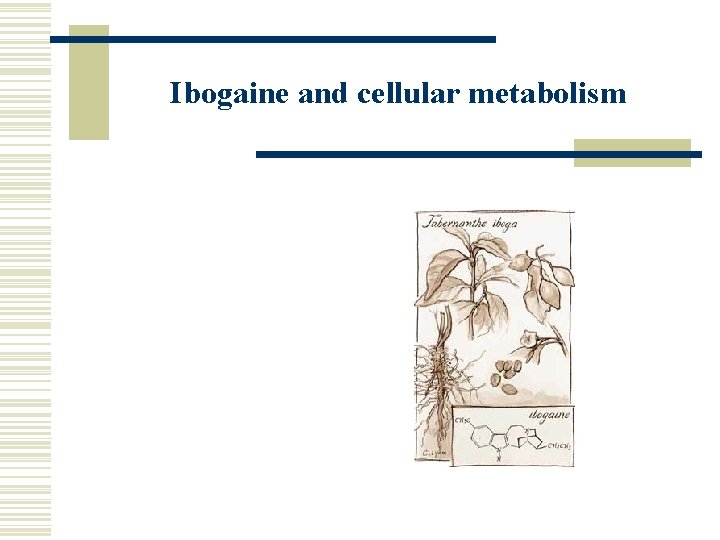 Ibogaine and cellular metabolism 