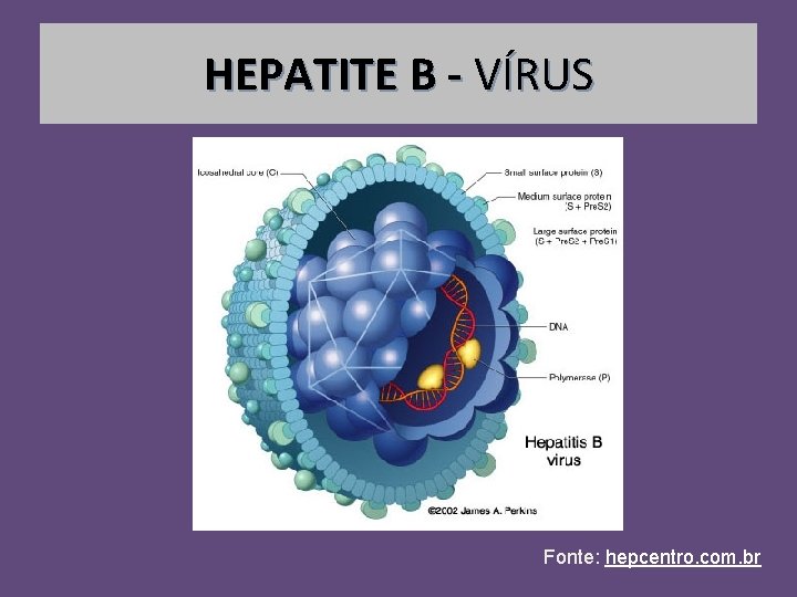 HEPATITE B - VÍRUS Fonte: hepcentro. com. br 