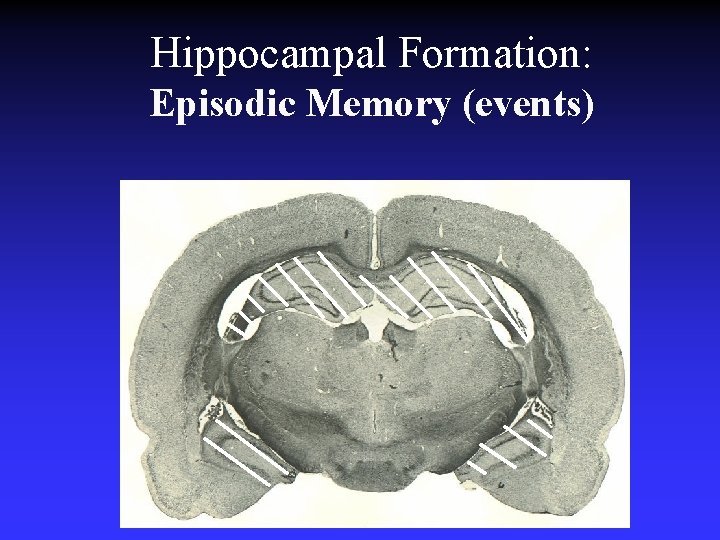 Hippocampal Formation: Episodic Memory (events) Hippocampal Formation: Episodic Memory (events)