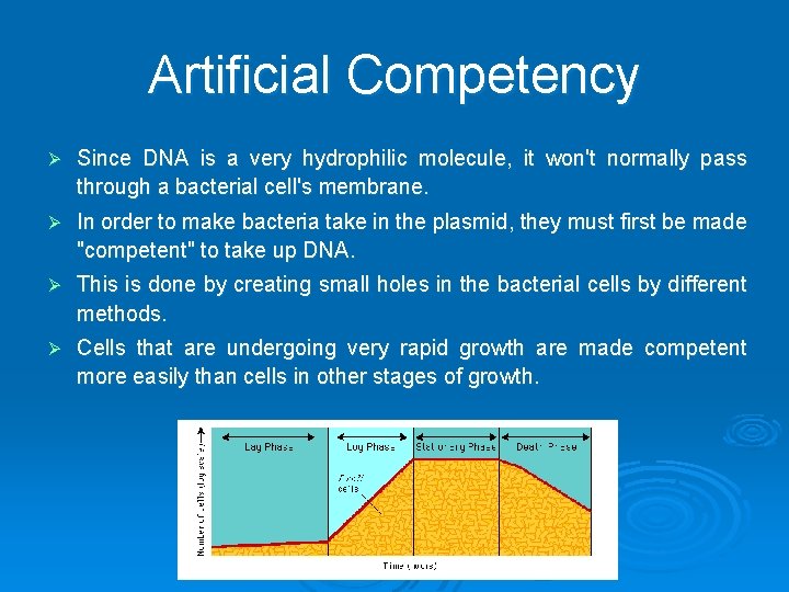 Artificial Competency Ø Since DNA is a very hydrophilic molecule, it won't normally pass