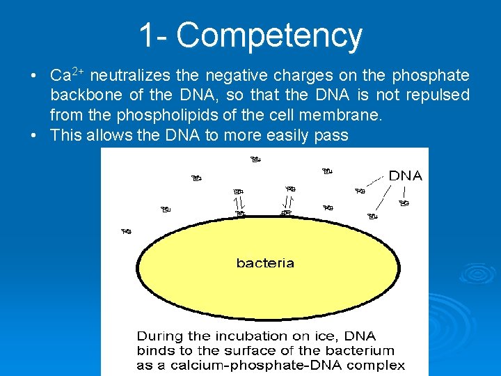 1 - Competency • Ca 2+ neutralizes the negative charges on the phosphate backbone