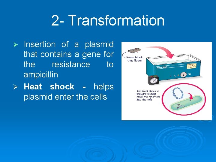 2 - Transformation Insertion of a plasmid that contains a gene for the resistance