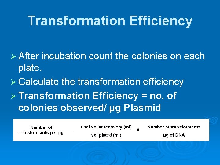 Transformation Efficiency Ø After incubation count the colonies on each plate. Ø Calculate the