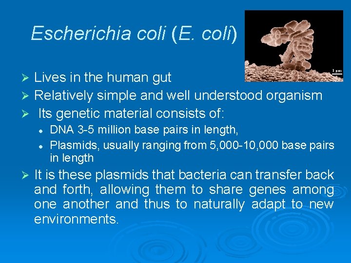 Escherichia coli (E. coli) Lives in the human gut Ø Relatively simple and well