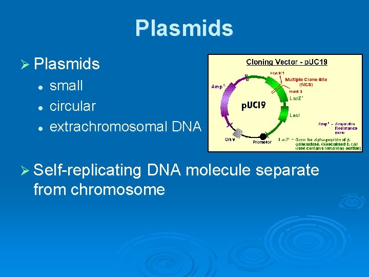 Plasmids Ø Plasmids l l l small circular extrachromosomal DNA Ø Self-replicating DNA molecule