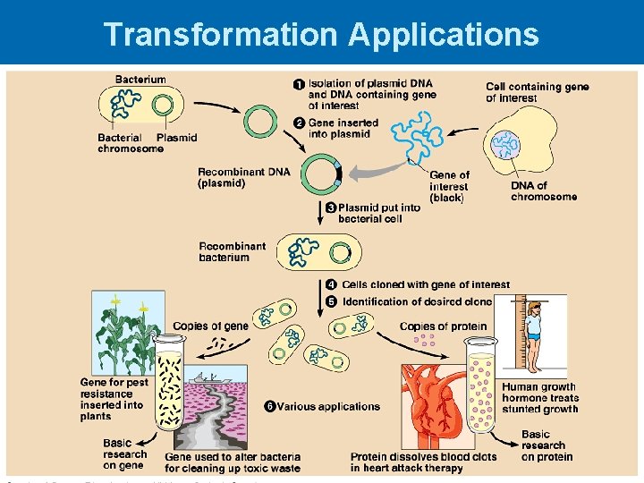 Transformation Applications 