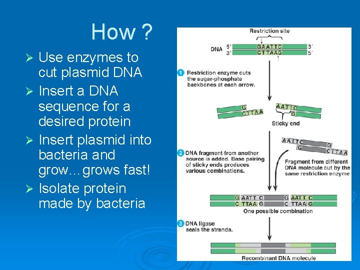 How ? Use enzymes to cut plasmid DNA Ø Insert a DNA sequence for