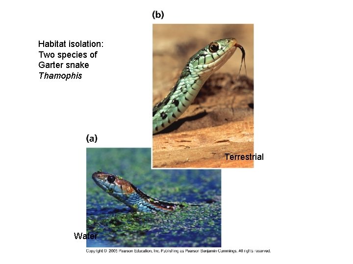 Habitat isolation: Two species of Garter snake Thamophis Terrestrial Water 