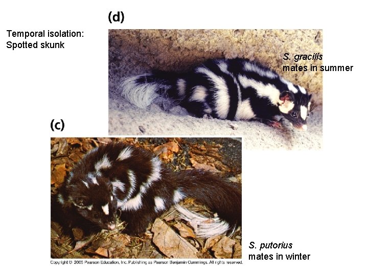 Temporal isolation: Spotted skunk S. gracilis mates in summer S. putorius mates in winter