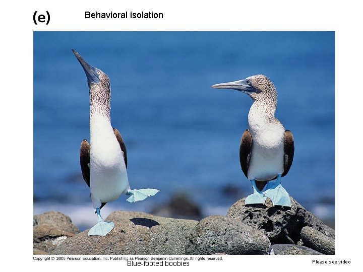 Behavioral isolation Blue-footed boobies Please see video 