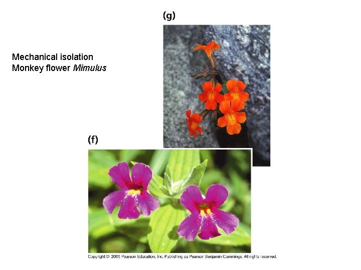 Mechanical isolation Monkey flower Mimulus 