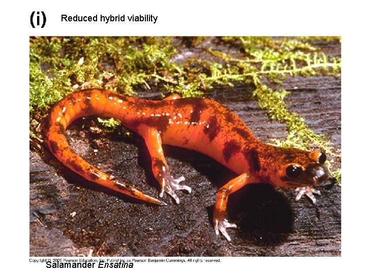 Reduced hybrid viability Salamander Ensatina 