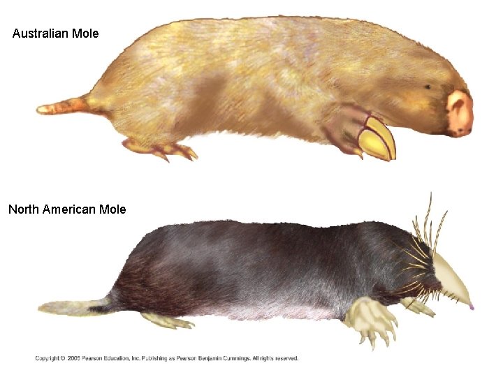 Australian Mole North American Mole 