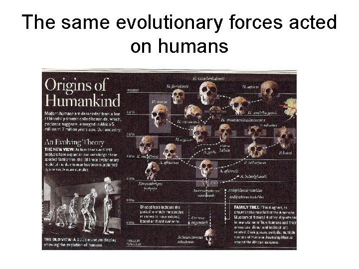 The same evolutionary forces acted on humans 