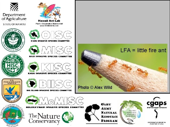 LFA = little fire ant Photo © Alex Wild LFA = little fire ant Photo © Alex Wild