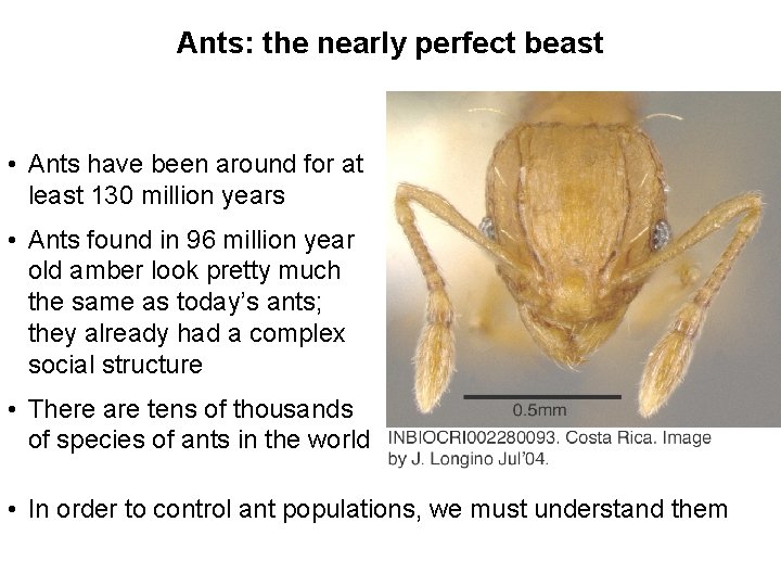Ants: the nearly perfect beast • Ants have been around for at least 130 Ants: the nearly perfect beast • Ants have been around for at least 130