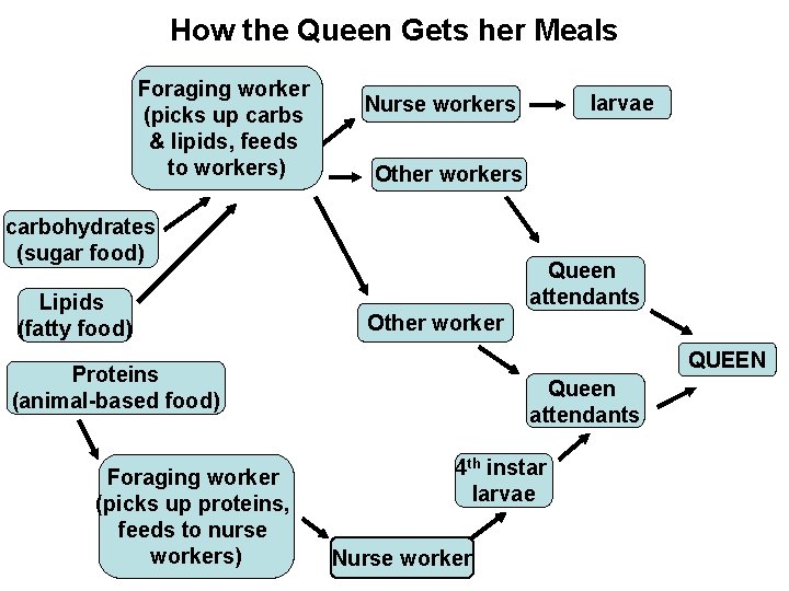 How the Queen Gets her Meals Foraging worker (picks up carbs & lipids, feeds How the Queen Gets her Meals Foraging worker (picks up carbs & lipids, feeds