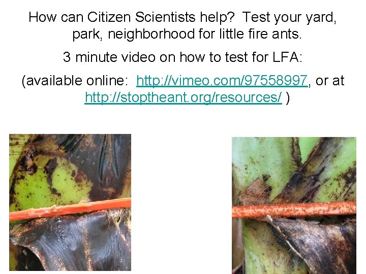 How can Citizen Scientists help? Test your yard, park, neighborhood for little fire ants. How can Citizen Scientists help? Test your yard, park, neighborhood for little fire ants.