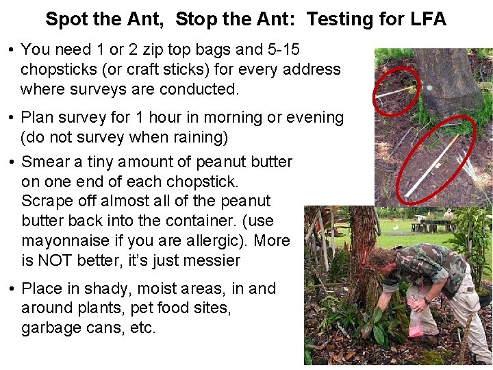 Spot the Ant, Stop the Ant: Testing for LFA • You need 1 or Spot the Ant, Stop the Ant: Testing for LFA • You need 1 or
