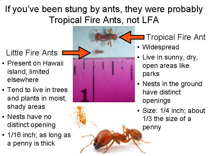 If you’ve been stung by ants, they were probably Tropical Fire Ants, not LFA If you’ve been stung by ants, they were probably Tropical Fire Ants, not LFA