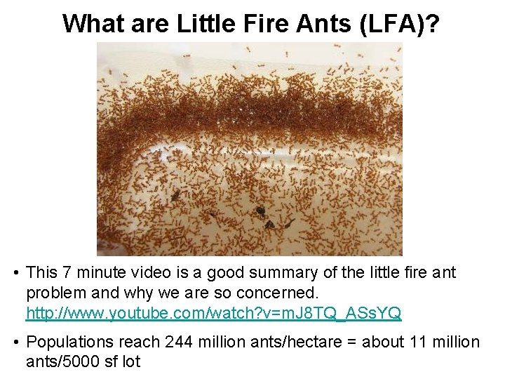 What are Little Fire Ants (LFA)? • This 7 minute video is a good What are Little Fire Ants (LFA)? • This 7 minute video is a good