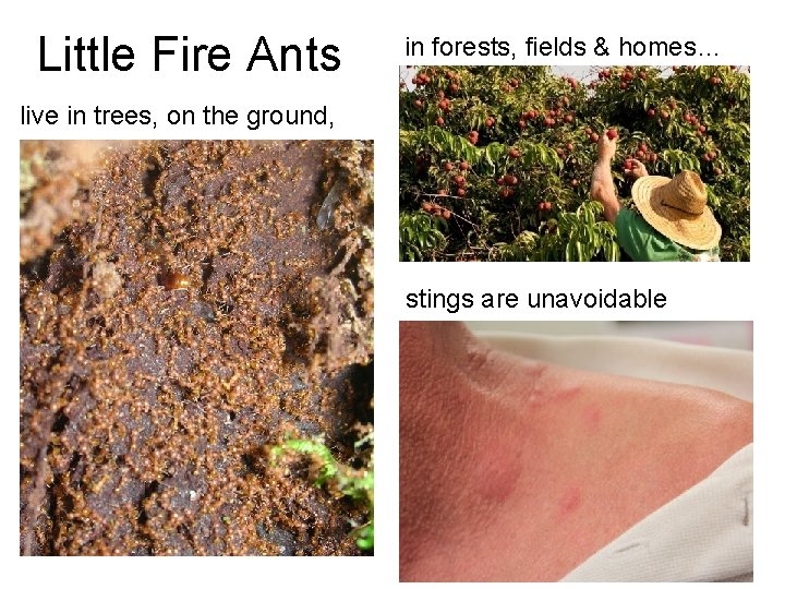 Little Fire Ants in forests, fields & homes… live in trees, on the ground, Little Fire Ants in forests, fields & homes… live in trees, on the ground,