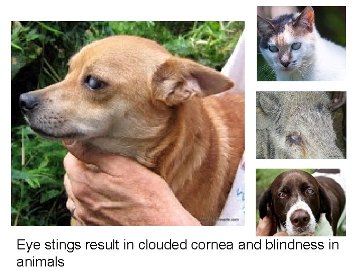 Eye stings result in clouded cornea and blindness in animals Eye stings result in clouded cornea and blindness in animals