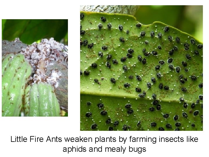 Little Fire Ants weaken plants by farming insects like aphids and mealy bugs Little Fire Ants weaken plants by farming insects like aphids and mealy bugs