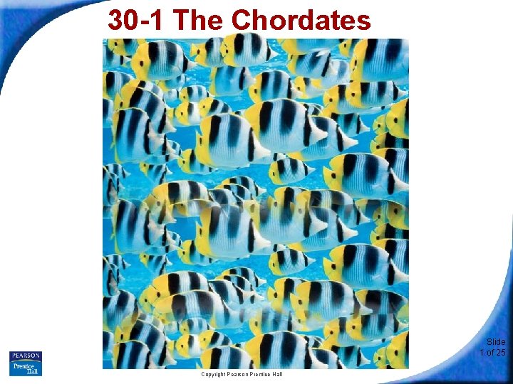 30 -1 The Chordates Slide 1 of 25 Copyright Pearson Prentice Hall 
