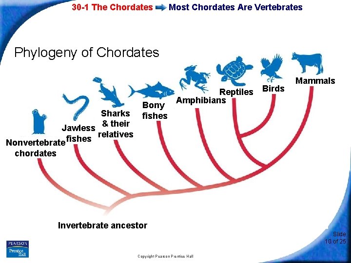 30 -1 The Chordates Most Chordates Are Vertebrates Phylogeny of Chordates Sharks & their