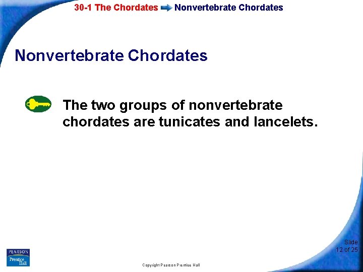 30 -1 The Chordates Nonvertebrate Chordates The two groups of nonvertebrate chordates are tunicates