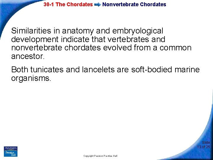 30 -1 The Chordates Nonvertebrate Chordates Similarities in anatomy and embryological development indicate that