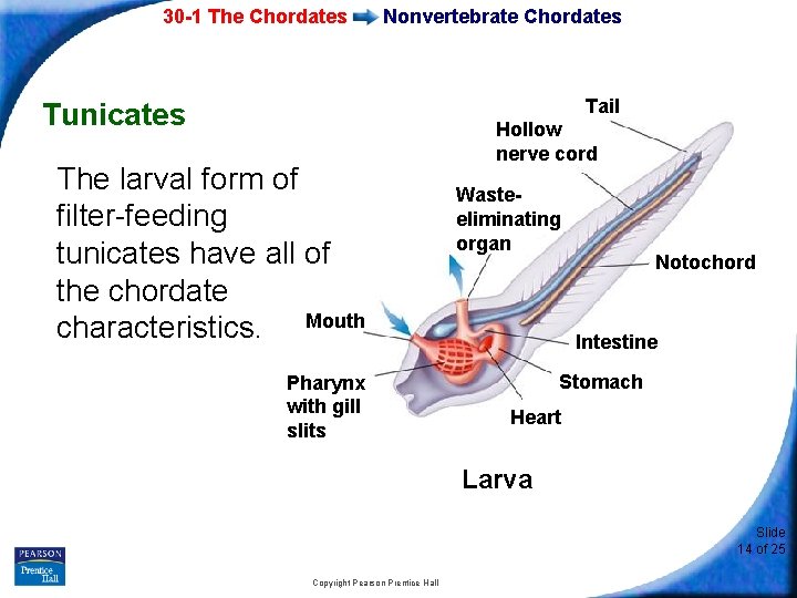 30 -1 The Chordates Nonvertebrate Chordates Tail Tunicates The larval form of filter-feeding tunicates