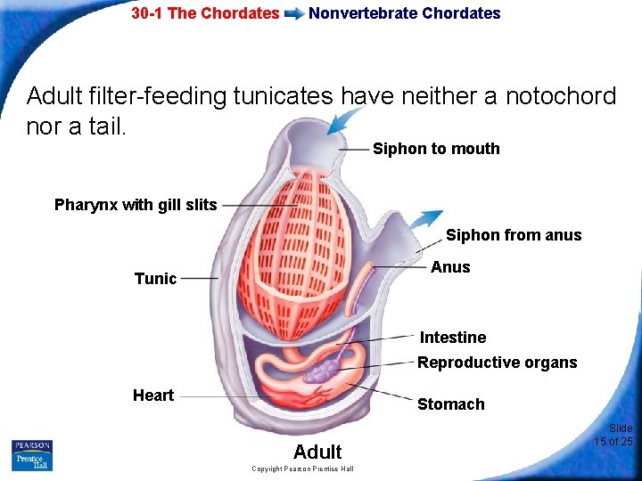 30 -1 The Chordates Nonvertebrate Chordates Adult filter-feeding tunicates have neither a notochord nor