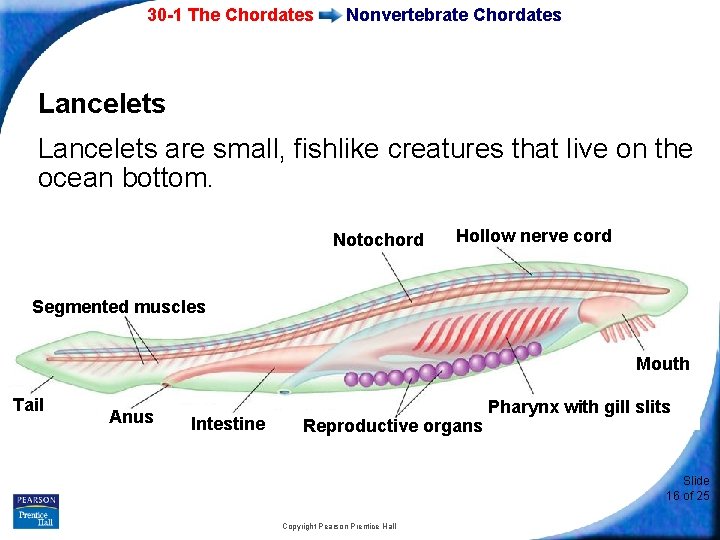 30 -1 The Chordates Nonvertebrate Chordates Lancelets are small, fishlike creatures that live on