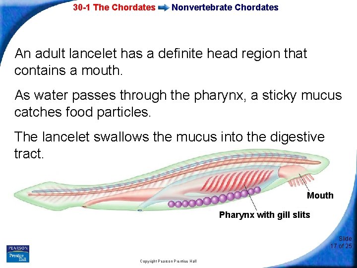 30 -1 The Chordates Nonvertebrate Chordates An adult lancelet has a definite head region