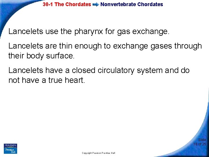 30 -1 The Chordates Nonvertebrate Chordates Lancelets use the pharynx for gas exchange. Lancelets