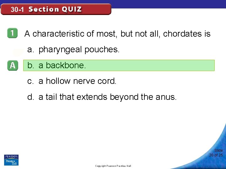 30 -1 A characteristic of most, but not all, chordates is a. pharyngeal pouches.