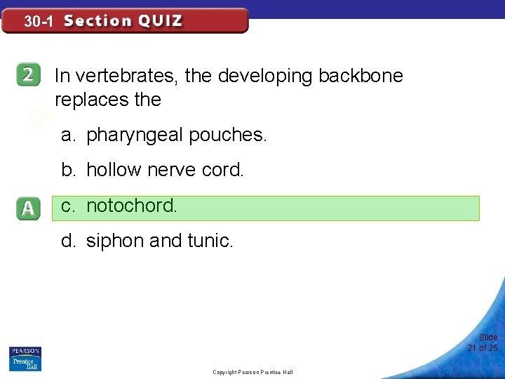 30 -1 In vertebrates, the developing backbone replaces the a. pharyngeal pouches. b. hollow