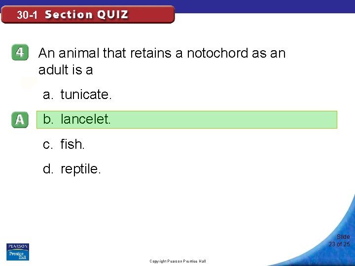 30 -1 An animal that retains a notochord as an adult is a a.