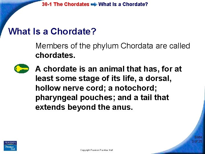 30 -1 The Chordates What Is a Chordate? Members of the phylum Chordata are
