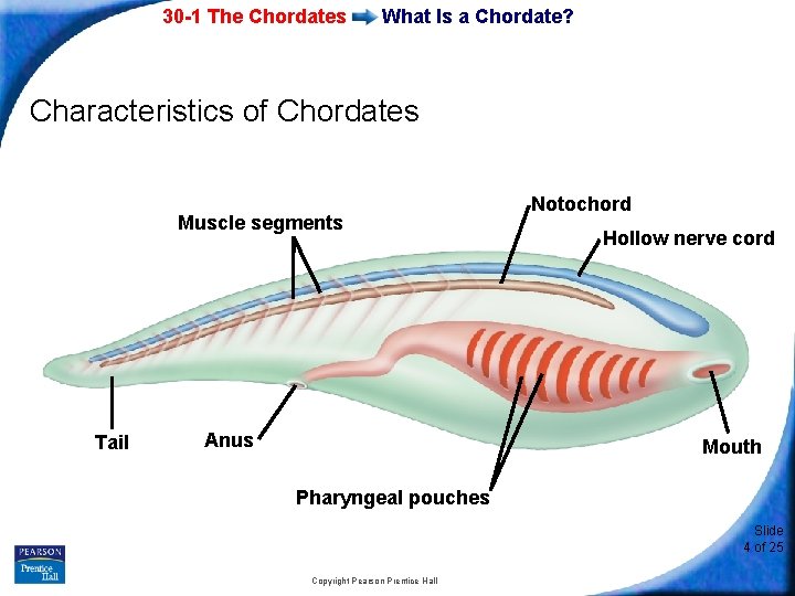 30 -1 The Chordates What Is a Chordate? Characteristics of Chordates Muscle segments Tail