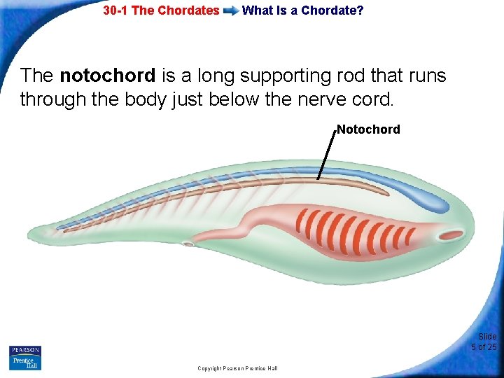 30 -1 The Chordates What Is a Chordate? The notochord is a long supporting